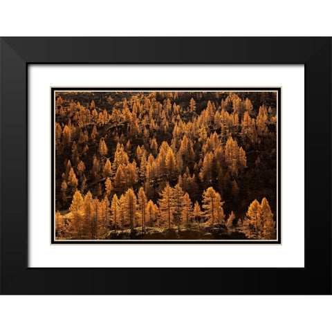 Larches In Autumn Black Modern Wood Framed Art Print with Double Matting by Manzoni, Michel