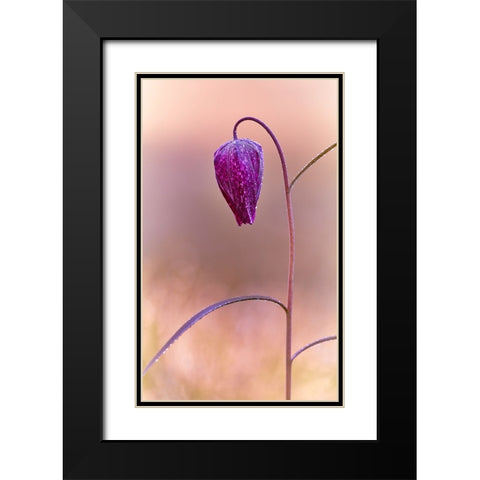 Fritillary Black Modern Wood Framed Art Print with Double Matting by Williams, Stuart