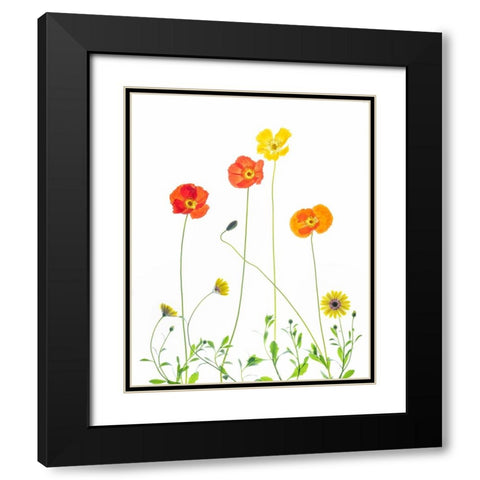 Flowers Black Modern Wood Framed Art Print with Double Matting by Ren, Chuanxu