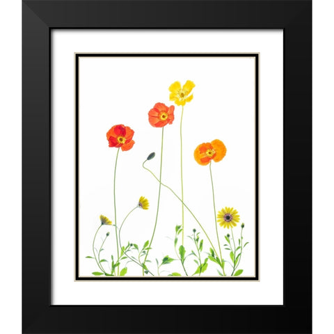 Flowers Black Modern Wood Framed Art Print with Double Matting by Ren, Chuanxu