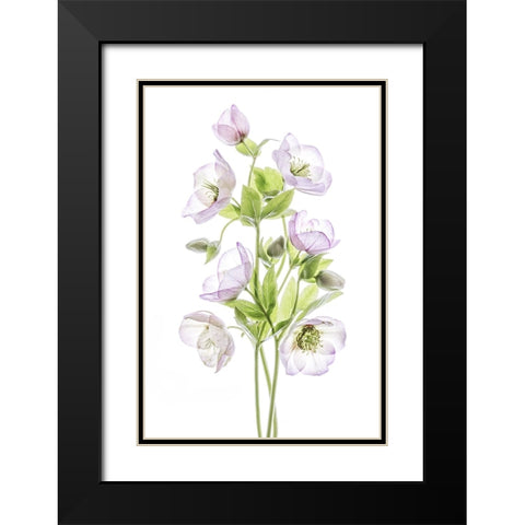 Hellebore Black Modern Wood Framed Art Print with Double Matting by Disher, Mandy