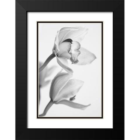Orchid Black Modern Wood Framed Art Print with Double Matting by Mandich, Igor