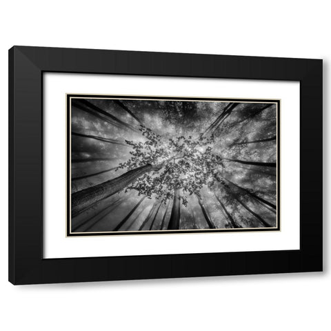 Forest Views Black Modern Wood Framed Art Print with Double Matting by Pavlasek, Tom