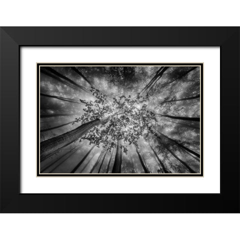 Forest Views Black Modern Wood Framed Art Print with Double Matting by Pavlasek, Tom