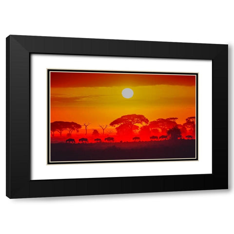 Amboseli Sunrise Black Modern Wood Framed Art Print with Double Matting by C. Sink, Jeffrey