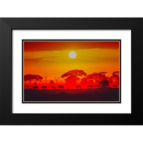 Amboseli Sunrise Black Modern Wood Framed Art Print with Double Matting by C. Sink, Jeffrey