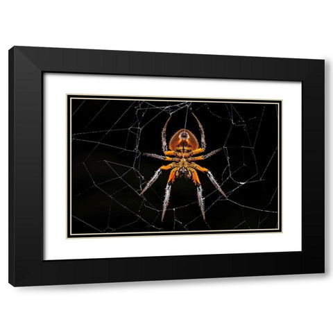 Tropical Orb Weaver Black Modern Wood Framed Art Print with Double Matting by Zygmunt, Milan