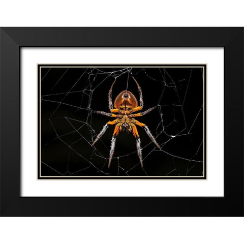 Tropical Orb Weaver Black Modern Wood Framed Art Print with Double Matting by Zygmunt, Milan
