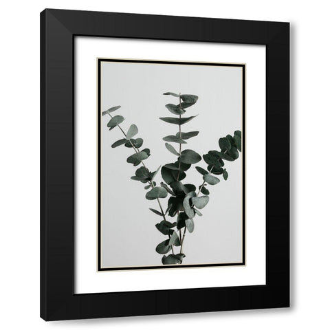 Eucalyptus Natural 01 Black Modern Wood Framed Art Print with Double Matting by 1x Studio III