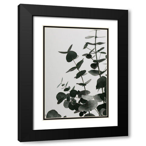 Eucalyptus Natural 08 Black Modern Wood Framed Art Print with Double Matting by 1x Studio III