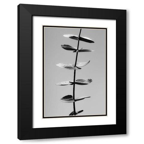 Eucalyptus Black a White Black Modern Wood Framed Art Print with Double Matting by 1x Studio III