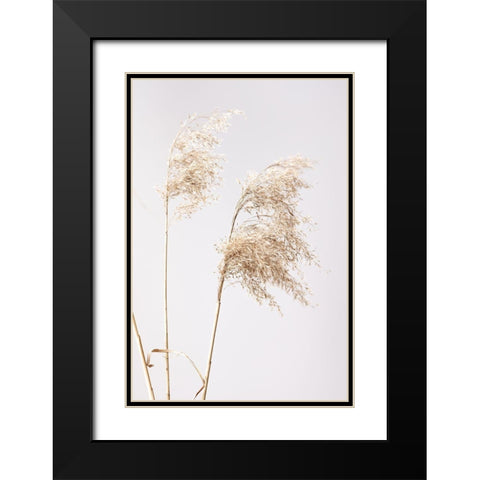 Reed Grass Grey  01 Black Modern Wood Framed Art Print with Double Matting by 1x Studio III