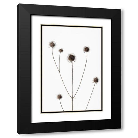 Thistle Grey 11 Black Modern Wood Framed Art Print with Double Matting by 1x Studio III