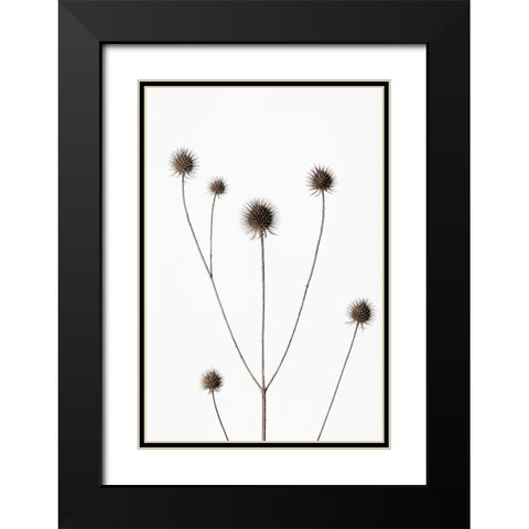 Thistle Grey 11 Black Modern Wood Framed Art Print with Double Matting by 1x Studio III