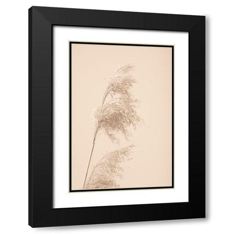 Reed Grass Beige 03 Black Modern Wood Framed Art Print with Double Matting by 1x Studio III