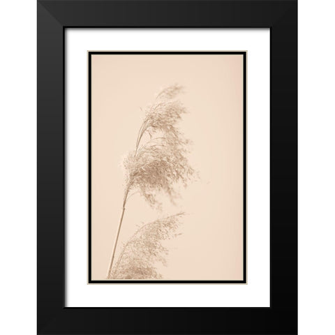 Reed Grass Beige 03 Black Modern Wood Framed Art Print with Double Matting by 1x Studio III