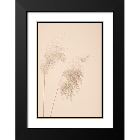 Reed Grass Beige 08 Black Modern Wood Framed Art Print with Double Matting by 1x Studio III
