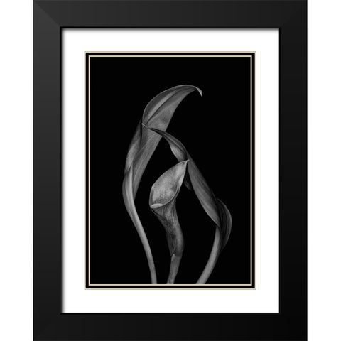 Dancing Calla Lillies Black Modern Wood Framed Art Print with Double Matting by Beausang, Susan