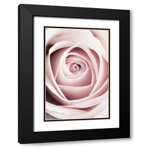 Pink Rose No 1 Black Modern Wood Framed Art Print with Double Matting by 1x Studio III