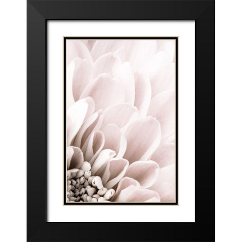 Chrysanthemum No 03 Black Modern Wood Framed Art Print with Double Matting by 1x Studio III