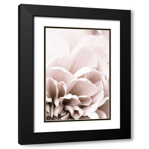 Chrysanthemum No 07 Black Modern Wood Framed Art Print with Double Matting by 1x Studio III