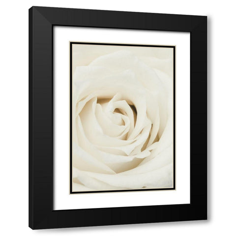 White Rose Black Modern Wood Framed Art Print with Double Matting by 1x Studio III