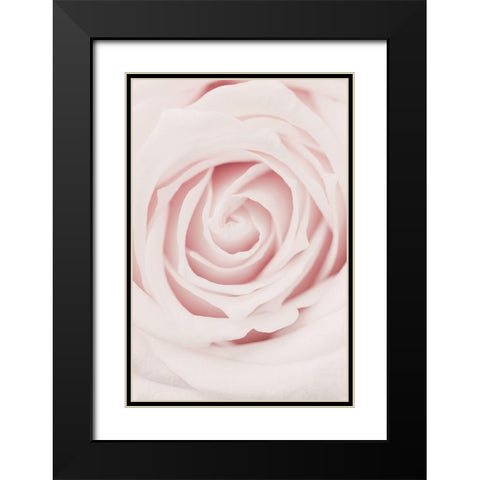 Pink Rose No 02 Black Modern Wood Framed Art Print with Double Matting by 1x Studio III