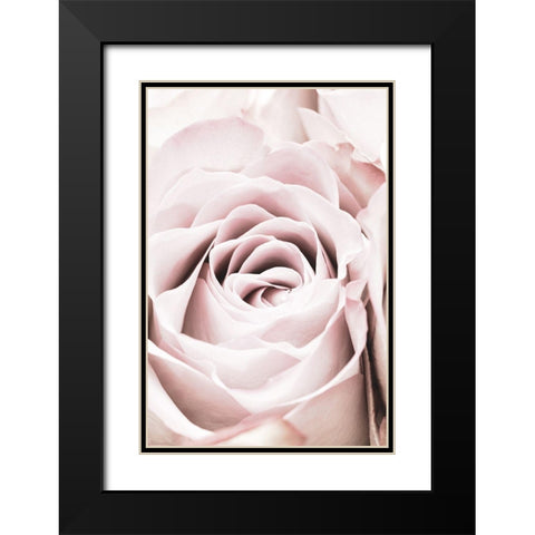 Pink Rose No 06 Black Modern Wood Framed Art Print with Double Matting by 1x Studio III