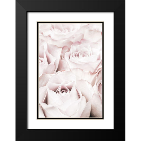 Pink Roses No 04 Black Modern Wood Framed Art Print with Double Matting by 1x Studio III