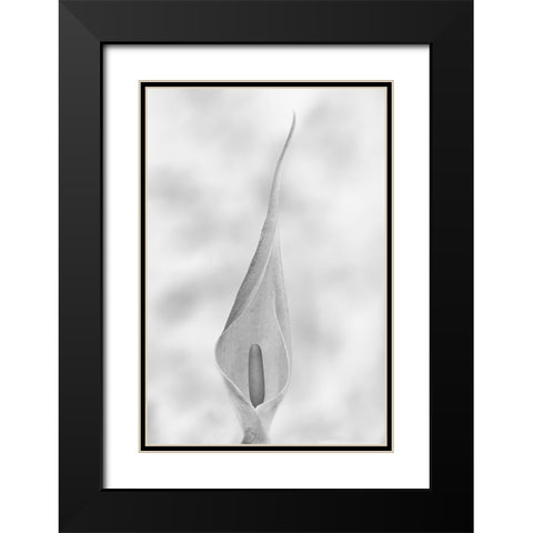 Arum Maculatum Black Modern Wood Framed Art Print with Double Matting by Piazza, Vincenzo