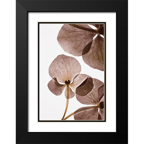 Botanical 5 Black Modern Wood Framed Art Print with Double Matting by Lenka