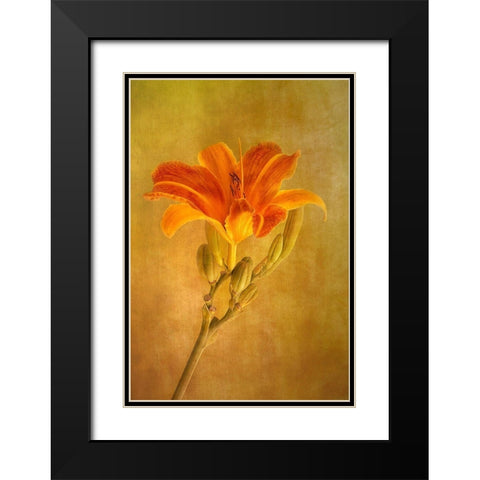 One Day Lily Black Modern Wood Framed Art Print with Double Matting by Lathouwers, Liliane