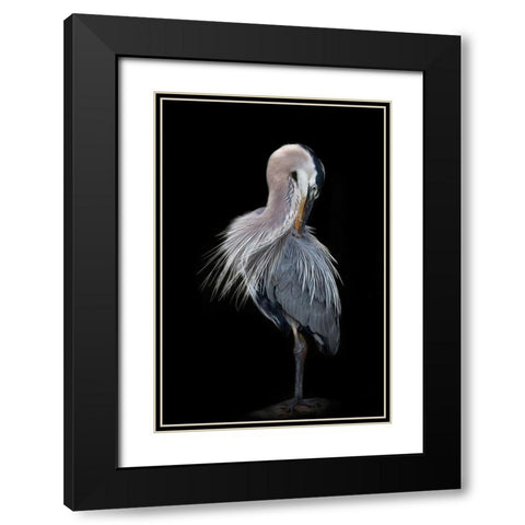 The Elegant Great Blue Heron Black Modern Wood Framed Art Print with Double Matting by D Lester, Linda