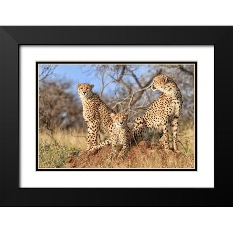 Trio Black Modern Wood Framed Art Print with Double Matting by Marx, Jaco