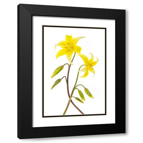 Dogtooth Violet Black Modern Wood Framed Art Print with Double Matting by Parker, Jacky
