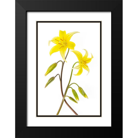 Dogtooth Violet Black Modern Wood Framed Art Print with Double Matting by Parker, Jacky