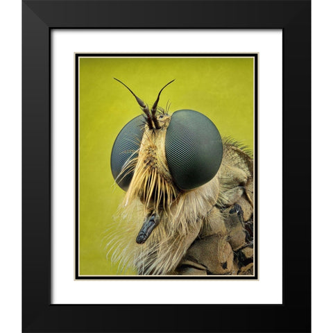 Robberfly Black Modern Wood Framed Art Print with Double Matting by Figueras Barranco, Antoni
