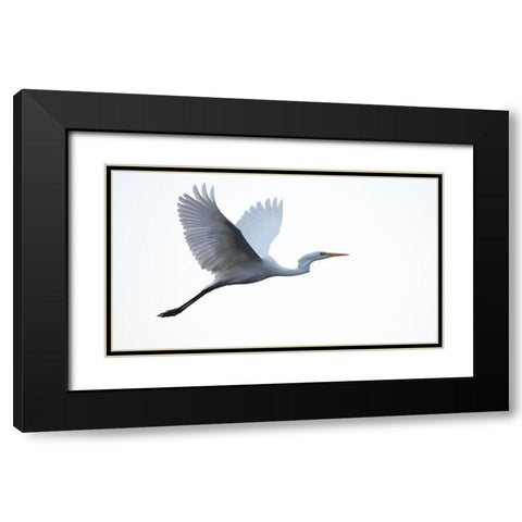 Little Egret Black Modern Wood Framed Art Print with Double Matting by Manusevich, David