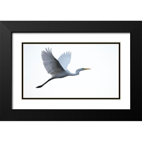 Little Egret Black Modern Wood Framed Art Print with Double Matting by Manusevich, David