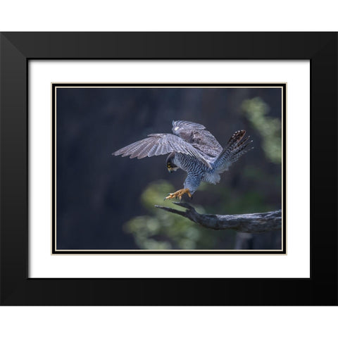 Peregrine Falcon Black Modern Wood Framed Art Print with Double Matting by Huang, Tao