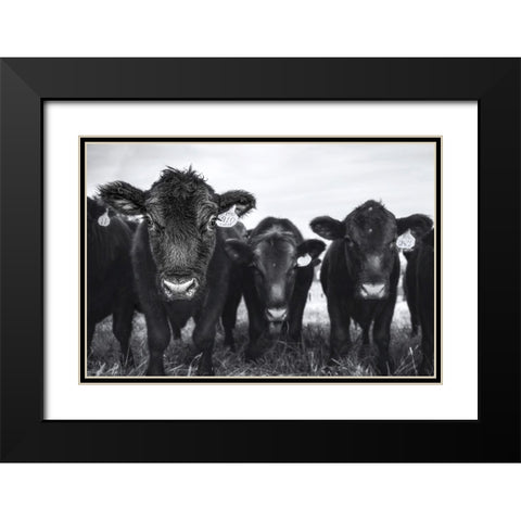 Cows Black Modern Wood Framed Art Print with Double Matting by Tumminello, Wendy
