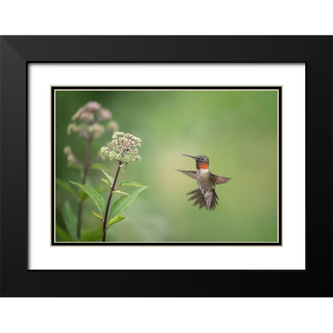 Hummingbird Black Modern Wood Framed Art Print with Double Matting by Wang, Max