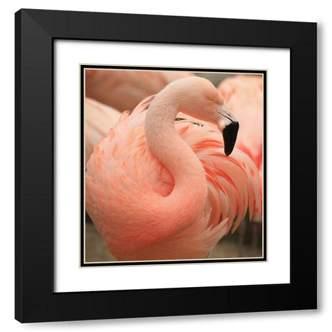 Portrait Of A Pink Flamingo Black Modern Wood Framed Art Print with Double Matting by Wechsler, Robin
