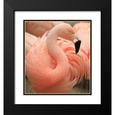 Portrait Of A Pink Flamingo Black Modern Wood Framed Art Print with Double Matting by Wechsler, Robin