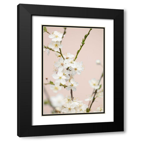 Cherry Tree Flowers Black Modern Wood Framed Art Print with Double Matting by 1x Studio III