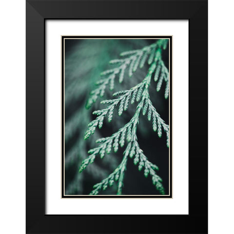 Conifer twig Black Modern Wood Framed Art Print with Double Matting by 1x Studio III