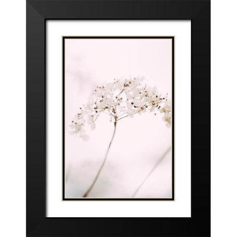 Soft dried flower_pink Black Modern Wood Framed Art Print with Double Matting by 1x Studio III