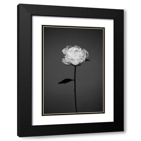 Peony Black Modern Wood Framed Art Print with Double Matting by Frolova, Antonida