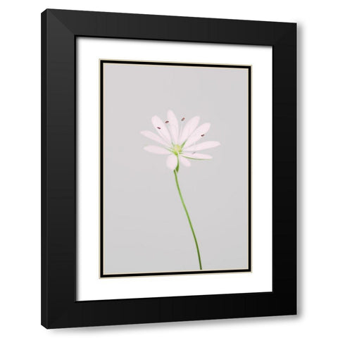 Small pink flower Black Modern Wood Framed Art Print with Double Matting by 1x Studio III