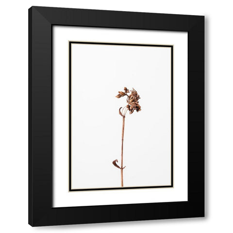 Dried brown plant_2 Black Modern Wood Framed Art Print with Double Matting by 1x Studio III
